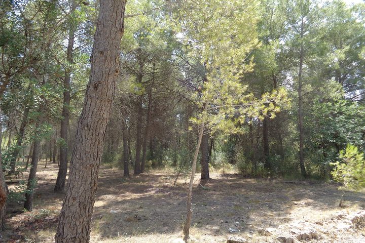 Umbrella pines and open sandy ground in the La Vallesa forest